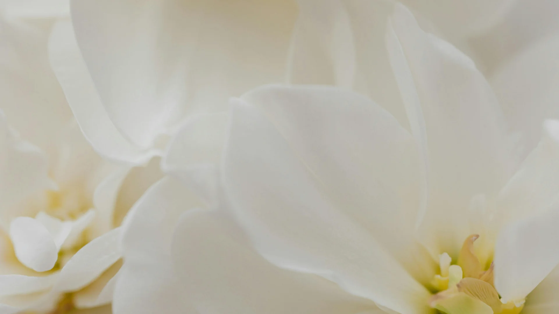 Affordable Luxury, Masterfully Crafted